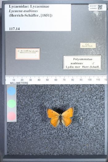 Media type: image;   Entomology 64802